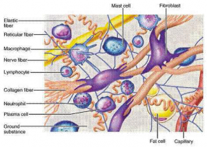 COLLACTIVE™ – Marine Peptide for Your Beauty Skin